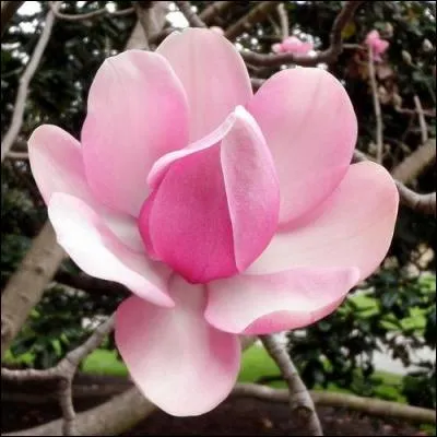 Vous aurez le choix entre arbres, arbustes, à feuillages persistant ou caduc, mais ce sont les fleurs qui attirent par leur floraison spectaculaire à la sortie de l'hiver pour un printemps enchanté.