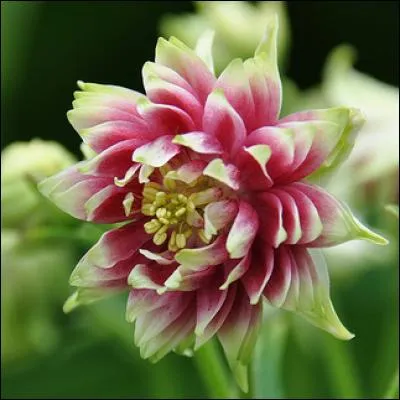 J'aime leur air précieux, leur feuillage vert sombre et le port altier de leurs inflorescences originales. On en trouve de sauvages tout aussi belles dans leur rustique simplicité que sont opulents les cultivars.