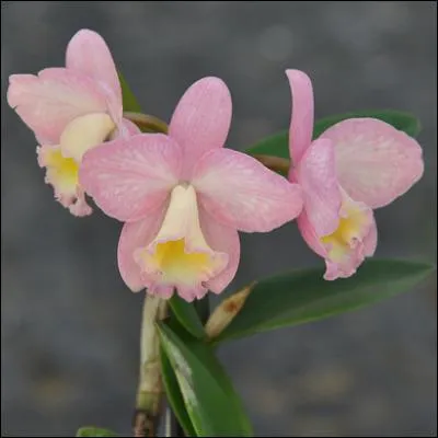 Fleurs délicates, parfois étranges, mystérieuses ou filles de l'air, mais au pouvoir de fascination à nul autre pareil, je vous offre des ----.