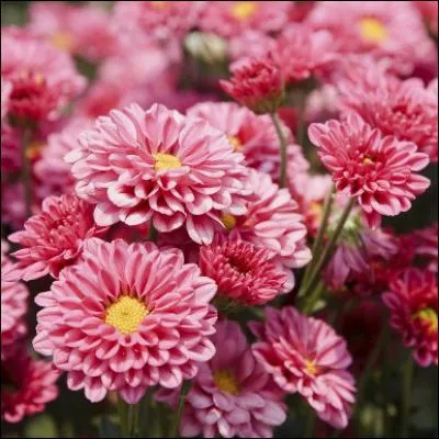 Ce magnifique chanteur célébrait la marguerite. On la retrouve associée au chrysanthème dans un titre d'ouvrage qui retrace sa vie. De qui s'agit-il ?