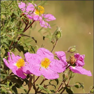 Il n'existe que des cistes aux fleurs roses ressemblant à de la soie froissée.