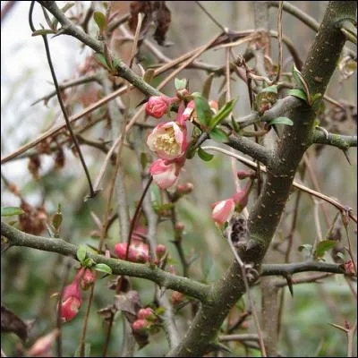 À quels autres fruits ceux du cognassier du Japon ressemblent-ils ?