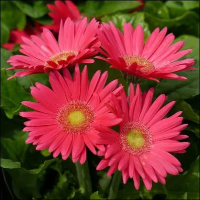 En raison de sa ressemblance avec une autre belle fleur quel nom porte également le gerbera ?