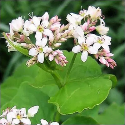 Je vous présente les délicates fleurs de cette plante dont les fruits comestibles sont dépourvus de gluten.