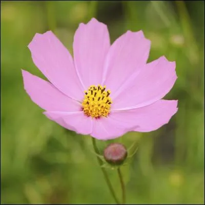 Ces plantes sont gracieuses, le feuillage est léger. Selon les variétés, elles offrent aux regards de belles couleurs allant du blanc à l'orangé en passant par le rose.