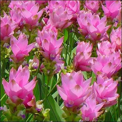 Quelle est cette superbe plante, au port fier, dont on connaît plutôt la poudre jaune vif tirée de ses rhizomes ?