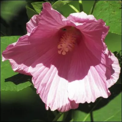 Voilà une plante d'origine tropicale, buissonnante et rayonnante pour un régal des yeux. Fragile mais éblouissante, quel est son nom ?