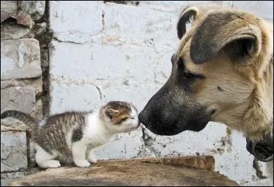 Terminez cette citation de Maurice Carême : Le chat ouvrit les yeux, le soleil y entra - Le chat ferma les yeux, le soleil y resta - Voila pourquoi le soir, quand le chat se réveille ...