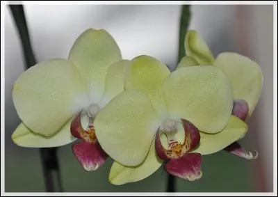 Citation de Céline Blondeau : Un simple regard posé sur une fleur ...