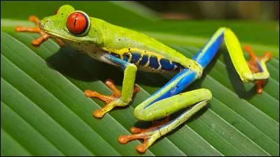 Dans quelle fable de La Fontaine peut-on lire : Il n'est, je le vois bien, si poltron sur la terre - Qui ne puisse trouver un plus poltron que soi ?