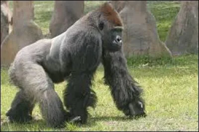 Quel est ce primate ?