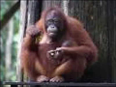 Quel est ce primate ?