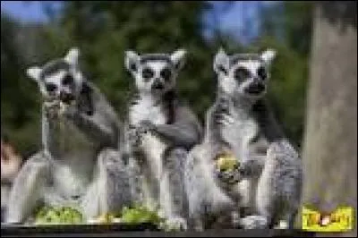 Quel est ce primate ?