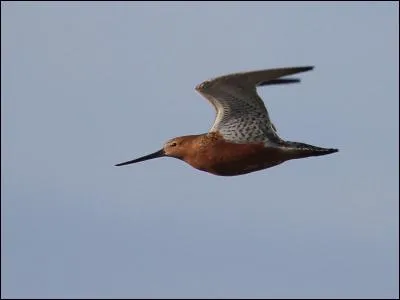 Quelle est la plus petite barge d'Europe (pas de beaucoup) ?