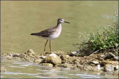 Quel est ce chevalier qui a un bec court ?