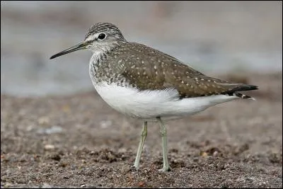 Quel est ce chevalier hivernant dans la moitié nord de la France ?