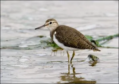 Quel est ce chevalier reconnaissable à son "épaule" blanche ?