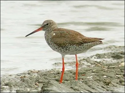 Quel est ce chevalier présent dans les marais et prairies humides ?