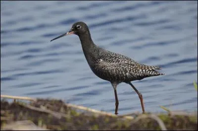 Quel est ce chevalier qui est très noir en plumage nuptial ?