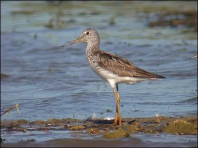 Quel est le plus grand chevalier d'Europe ?