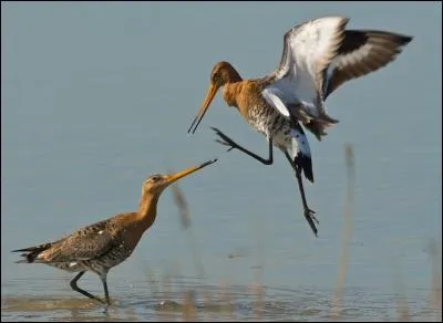 Quelle est cette barge qui est présente toute l'année en France ?