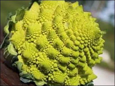 Quel est ce drôle de légume ?