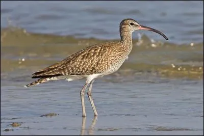 Quel est ce courlis qui niche au nord de l'Europe et hiverne en Afrique ?
