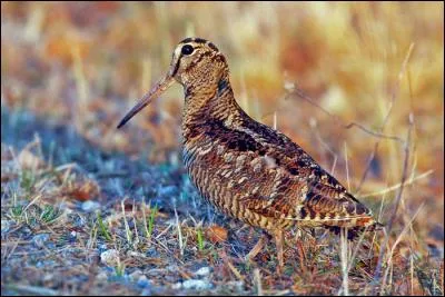 Quel est ce limicole qui vit dans les for&ecirc;ts europ&eacute;ennes ?