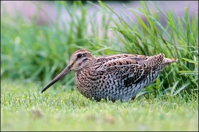 Quelle est cette b&eacute;cassine qui hiverne en Afrique ?