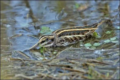 Quelle est cette b&eacute;cassine qui est visible en p&eacute;riodes de migration et d'hivernage ?