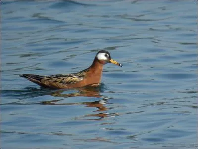 Quel est le seul phalarope de France ?