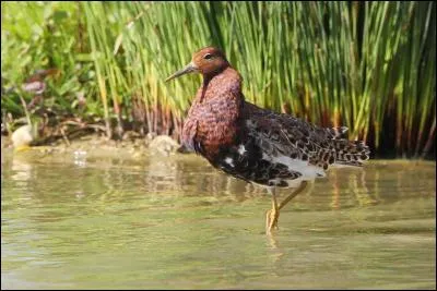 Quel est ce limicole qui porte bien son nom ?