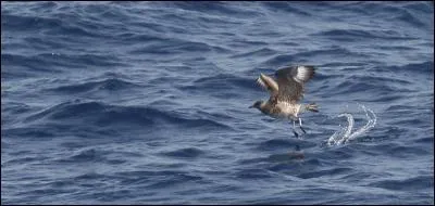 Quel est ce labbe qui niche dans la toundra ?