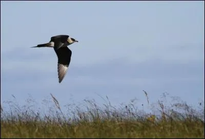 Quel est ce labbe visible surtout en migration sur les côtes françaises ?