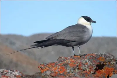 Quel est le plus petit labbe d'Europe ?