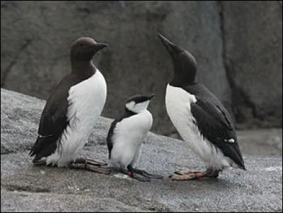 Quel est l'alcidé le plus commun de France ?