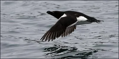 Quel est cet alcidé au bec reconnaissable ?