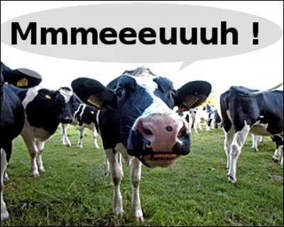 De la cité nommée Cabellio, ou Pagus Cavellicus, pays des Cavares, on peut toujours déguster un fameux ---- (Complétez ! )