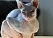 Quiz 13 races de chats à nommer. - (3)