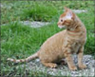 Identifiez la race de ce chat !