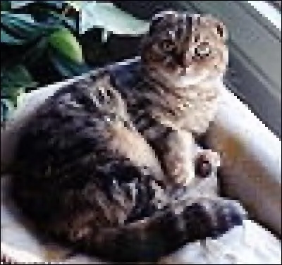 Comment la race s'appelle-t-elle ?