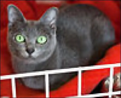 Avez-vous trouvé la race de ce chat ?