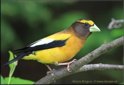 Quel est cet animal ?