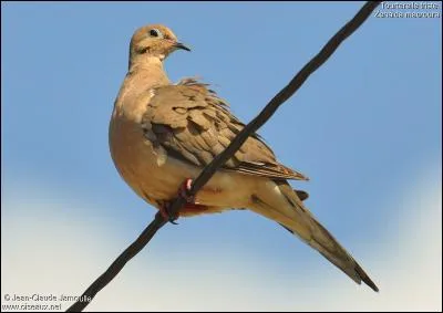 Quel est ce magnifique animal ?
