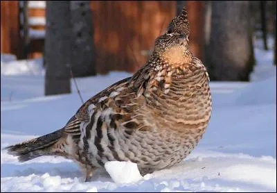 Quel est cet oiseau ?