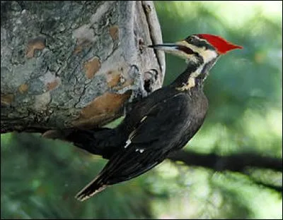 Quel est cet animal ?