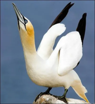 Quel est ce bel oiseau ?