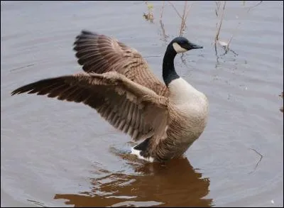 Quel est ce bel oiseau ?