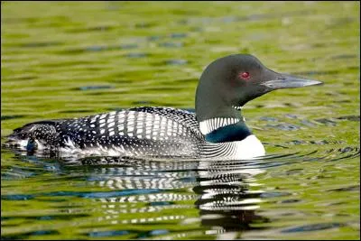 Quel est ce magnifique animal ?