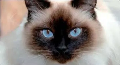 Quelle est la race de ce magnifique chat ?